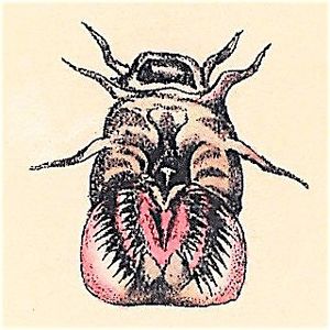 Eptatretus cirrhatus mouth