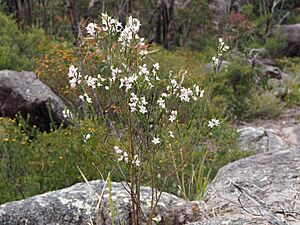 Eriostemon australasius habit