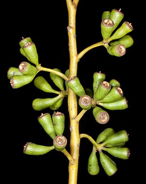 Eucalyptus flavida (7232055836)