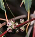 Eucalyptus willisii fruit