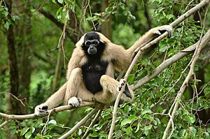 Female crowned gibbon on the tree