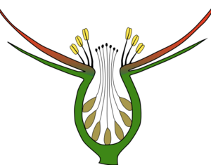 Flower morphology - longitudinal section showing achene formation and hypanthium in Rosa-01
