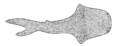Fossil Thelodus Woodward