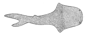 Fossil Thelodus Woodward