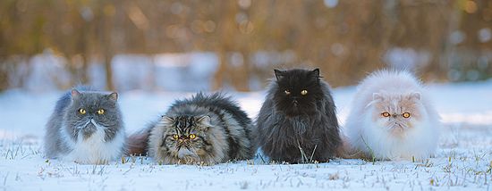Four Persian Cats (51841092530) (cropped)
