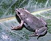 A greyish-brown frog rests on a leaf