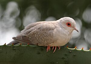 Geopelia cuneata - Wüstenhaus 4