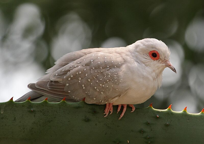 Geopelia cuneata - Wüstenhaus 4