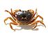 Geothelphusa dehaani.IMG 6498.jpg