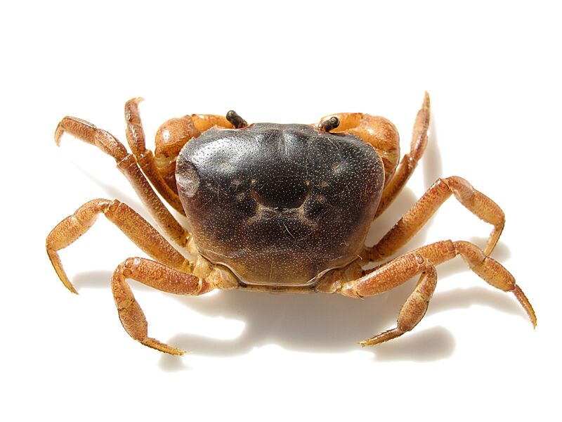 Geothelphusa dehaani.IMG 6498