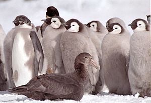 Giant petrel and emperor penguin chicks