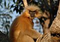 Golden langur
