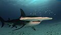 Great hammerhead2