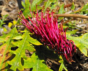 Grevillea-austraflorafanfare