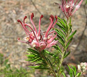 Grevillea 'Evelyn's Coronet'