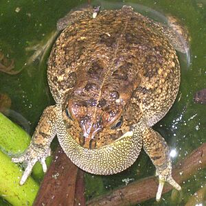Guttural toad calling