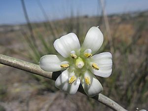 Hesperaloe (Agavaceae) Hesperaloe funifera fh 0640 MEX Typische Blüte AA.jpg