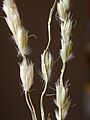 Hilaria rigida