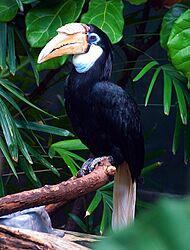 Hornbillfemale39