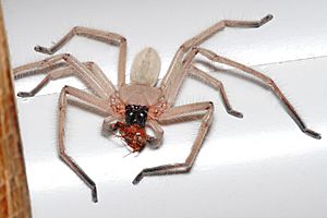 Huntsman spider with meal