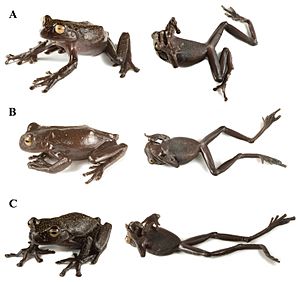 Hyloscirtus hillisi Facts for Kids