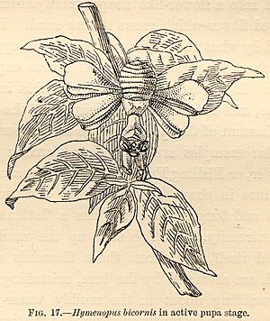Hymenopus bicornis in active pupa stage by James Wood-Mason 1889