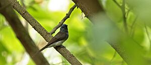 Hypothymis azurea 4G4A5362(Black-naped monarch)