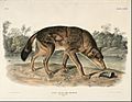John Woodhouse Audubon - Red Texas Wolf (Canis Lupus) - Google Art Project