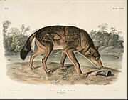 John Woodhouse Audubon - Red Texas Wolf (Canis Lupus) - Google Art Project.jpg