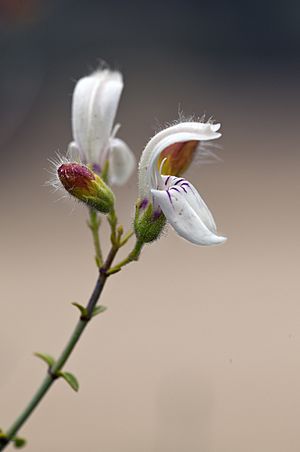 Keckiella breviflora subsp. breviflora (bush beardtongue) (6900468729).jpg