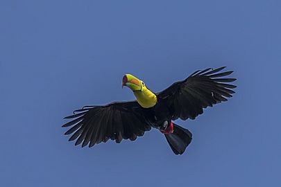 Keel-billed toucan (Ramphastos sulfuratus sulfuratus) in flight Peten