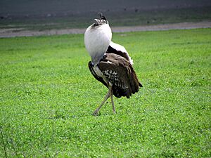 Kori bustard bird - Ngorongoro-2