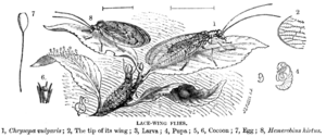 LacewingsLyd
