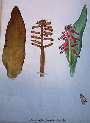 Lachenalia Jacq. (Liliaceae) pendula by Lydia Shackleton