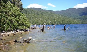 Lake Monowai - drowned tree stumps.jpg