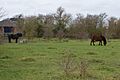 Lancot Meadow 8