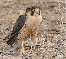 Lanner Falcon (Falco biarmicus) after a foot bath ... (32222780438)