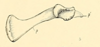 Laosaurus celer pubis.png