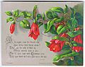 Lapageria Rosea, chromolithograph by Helga von Cramm, with verse by F.R. Havergal
