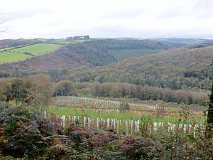 Largin Woods - October 2014 - panoramio