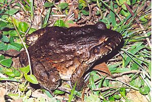 Leptodactylus labyrinthicus.jpg