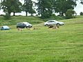 Lion Enclosure at Woburn Safari Park - geograph.org.uk - 58857