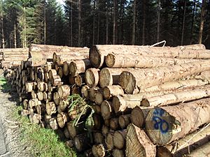 Lumber pile, Wicklow
