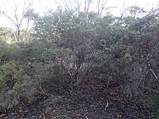 Melaleuca sparsiflora (habit)