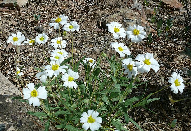 Melampodium-leucanthum