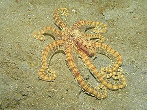 Mimic Octopus2