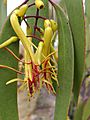 Mistletoe Muellerina eucalyptoides