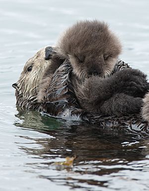 Mother sea otter with sleeping pup