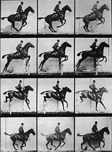 Muybridge horse jumping