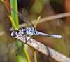 Nannothemis bella InsectImages 5538304 (cropped).jpg